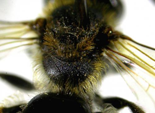 Réf. 199 391 : Andrena chrysosceles